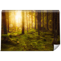Fototapeta samoprzylepna Zielony mechowy las bajkowy z pięknym światłem słońca świecącym między drzewami we mgle. Tajemnicza przytulna atmosfera.
