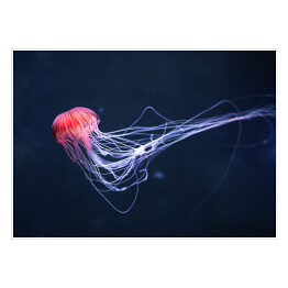 Plakat samoprzylepny Meduza w intensywnych kolorach na niebieskim tle