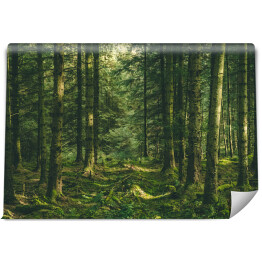 Fototapeta winylowa zmywalna Walijski las
