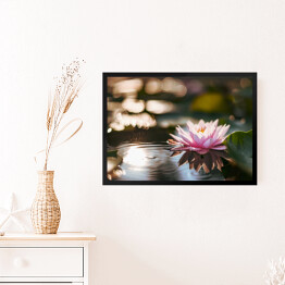 Obraz w ramie Różowy kwiat lotosu na powierzchni wody