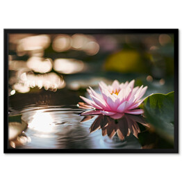 Plakat w ramie Różowy kwiat lotosu na powierzchni wody