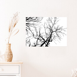 Plakat Czarna sylwetka drzewa na białym tle