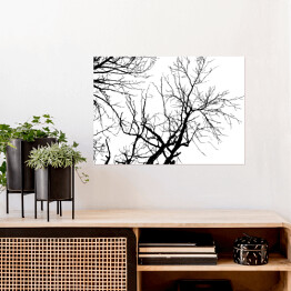 Plakat samoprzylepny Czarna sylwetka drzewa na białym tle