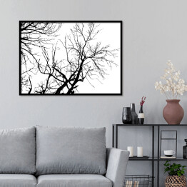Plakat w ramie Czarna sylwetka drzewa na białym tle