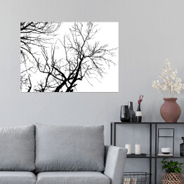 Plakat samoprzylepny Czarna sylwetka drzewa na białym tle