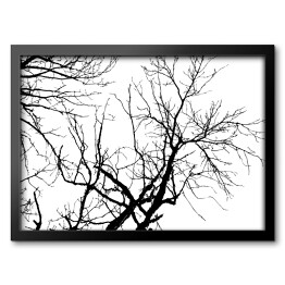 Obraz w ramie Czarna sylwetka drzewa na białym tle