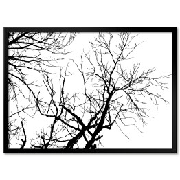 Plakat w ramie Czarna sylwetka drzewa na białym tle