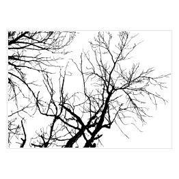 Plakat Czarna sylwetka drzewa na białym tle