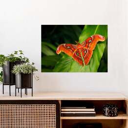 Plakat Czarno pomarańczowy motyl na ciemnych tropikalnych liściach