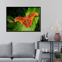 Plakat w ramie Czarno pomarańczowy motyl na ciemnych tropikalnych liściach