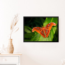 Obraz w ramie Czarno pomarańczowy motyl na ciemnych tropikalnych liściach