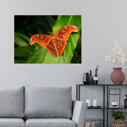 Plakat Czarno pomarańczowy motyl na ciemnych tropikalnych liściach