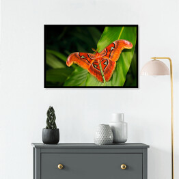 Plakat w ramie Czarno pomarańczowy motyl na ciemnych tropikalnych liściach