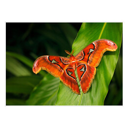 Plakat samoprzylepny Czarno pomarańczowy motyl na ciemnych tropikalnych liściach