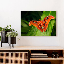 Obraz na płótnie Czarno pomarańczowy motyl na ciemnych tropikalnych liściach