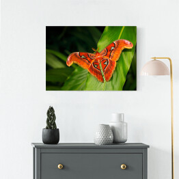 Obraz na płótnie Czarno pomarańczowy motyl na ciemnych tropikalnych liściach