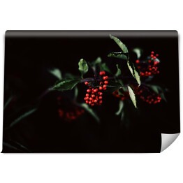 Fototapeta winylowa zmywalna Czerwone leśne jagody na gałązce