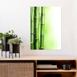 Plakat Bambus na jasnym tle