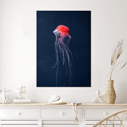 Plakat Meduza w intensywnych kolorach