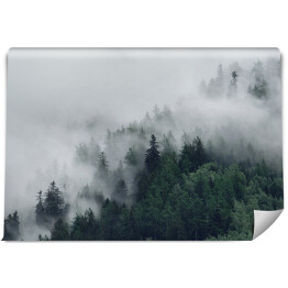Fototapeta Las na wzgórzu znikający w gęstej mgle