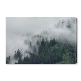 Obraz na płótnie Las na wzgórzu znikający w gęstej mgle