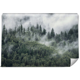 Fototapeta Drzewa w porannej mgle. Widok na zamglony las.