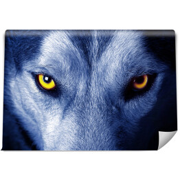 Fototapeta Piękne oczy dzikiego wilka