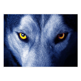 Piękne oczy dzikiego wilka