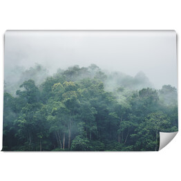Fototapeta Wiecznie zielony, mglisty las w mglistym poranku, las deszczowy w Tajlandii