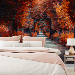 Fototapeta winylowa zmywalna Aleja jesienna Aleja drzew w parku jesienią 