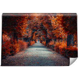 Fototapeta samoprzylepna Aleja jesienna Aleja drzew w parku jesienią 