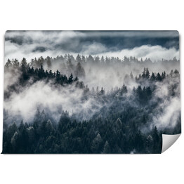 Fototapeta winylowa zmywalna Ciemne sylwetki wiecznie zielonych drzew pod gęstą mgłą