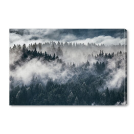 Obraz na płótnie Ciemne sylwetki wiecznie zielonych drzew pod gęstą mgłą