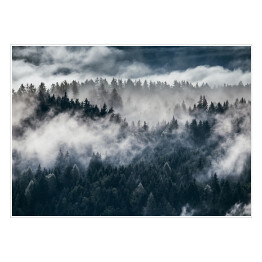 Plakat Ciemne sylwetki wiecznie zielonych drzew pod gęstą mgłą
