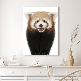 Obraz na płótnie Młoda spacerująca czerwona panda 