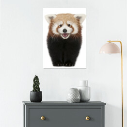 Plakat Młoda spacerująca czerwona panda 