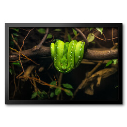 Obraz w ramie Neonowy wąż Boa