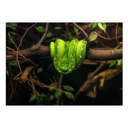 Plakat samoprzylepny Neonowy wąż Boa