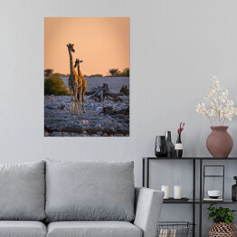 Plakat Dostojne żyrafy o wschodzie słońca