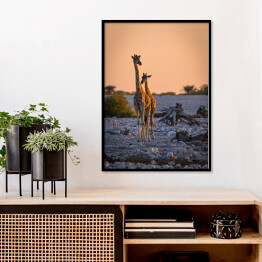 Plakat w ramie Dostojne żyrafy o wschodzie słońca