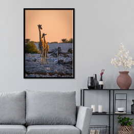 Plakat w ramie Dostojne żyrafy o wschodzie słońca