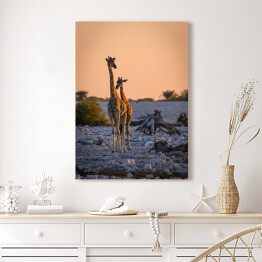 Obraz na płótnie Dostojne żyrafy o wschodzie słońca