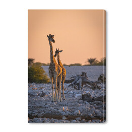 Obraz na płótnie Dostojne żyrafy o wschodzie słońca