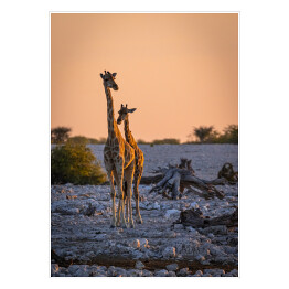 Dostojne żyrafy o wschodzie słońca