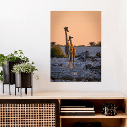Plakat samoprzylepny Dostojne żyrafy o wschodzie słońca
