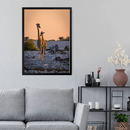 Obraz w ramie Dostojne żyrafy o wschodzie słońca