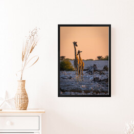Obraz w ramie Dostojne żyrafy o wschodzie słońca