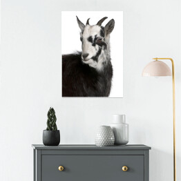 Plakat Biało czarna koza
