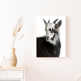 Obraz na płótnie Biało czarna koza