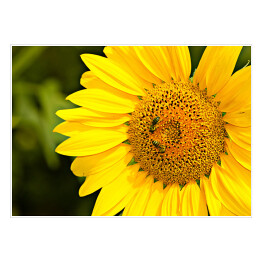 Plakat Żółty słonecznik zapylany przez pszczoły